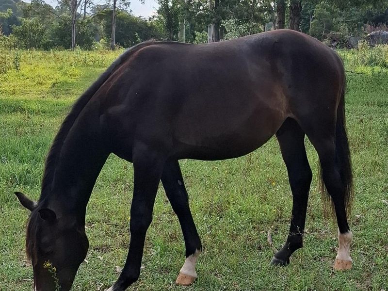 Beautiful Warmblood Colt