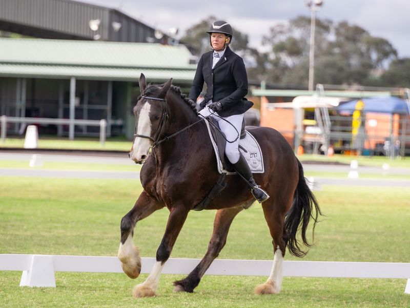 Médium dressage Clydesdale cross true gentleman 