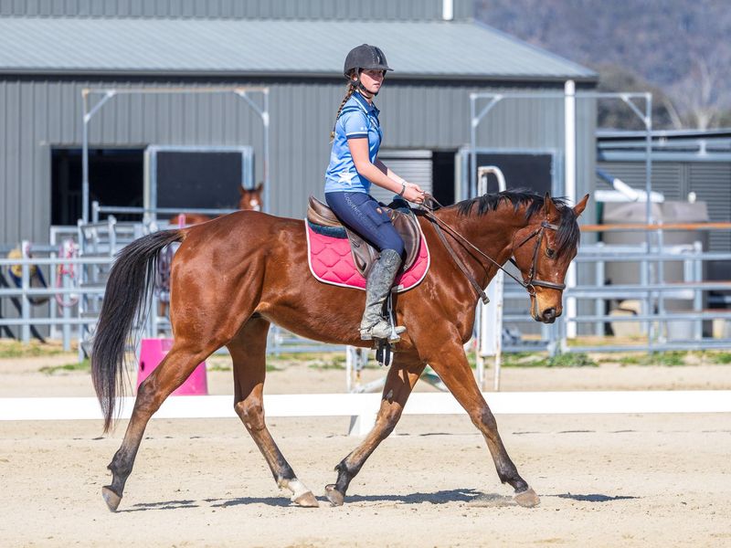 Lovely OTT Dressage prospect