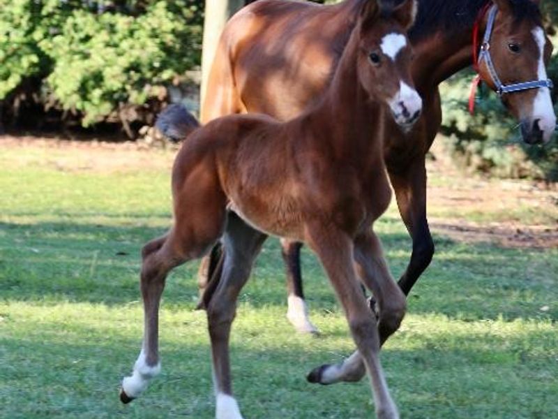 Top showjumping or eventing colt! Clarimo x Casall