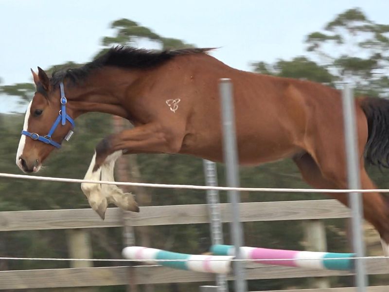 Casallco Show Jumping Gelding