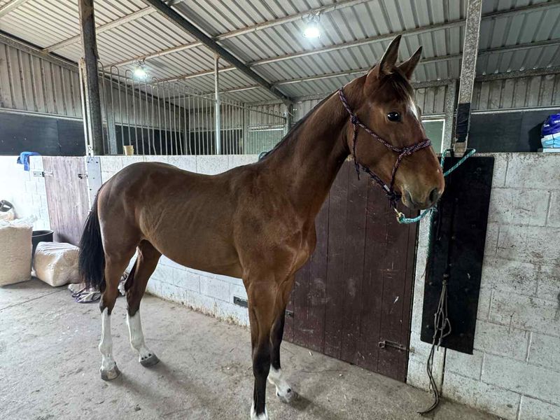 Royal River Casimir striking colt price reduced