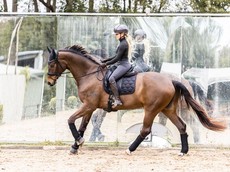 Advanced/ PSG Gelding