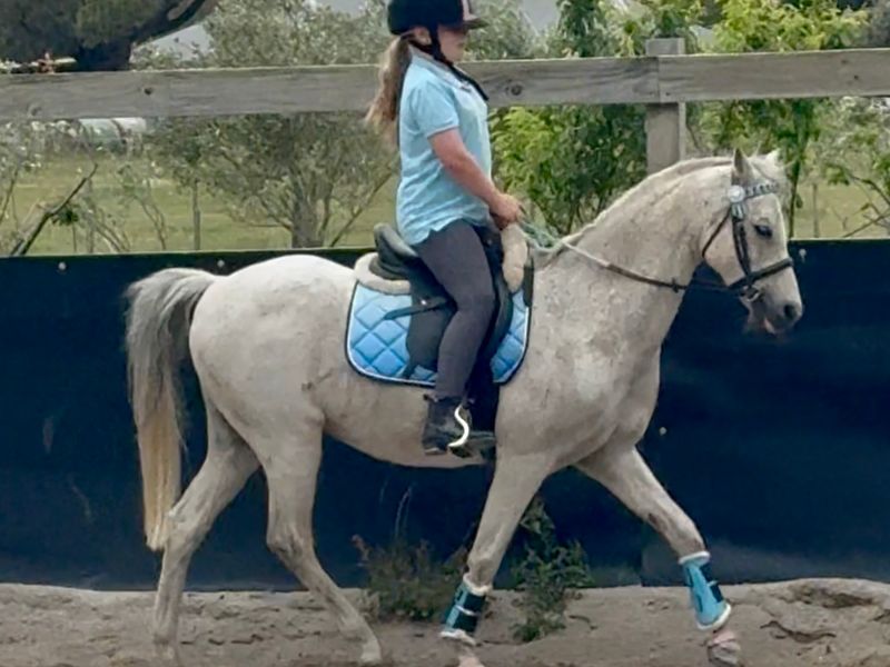 Welsh X RP Gelding – 2nd Pony / Lead-Line