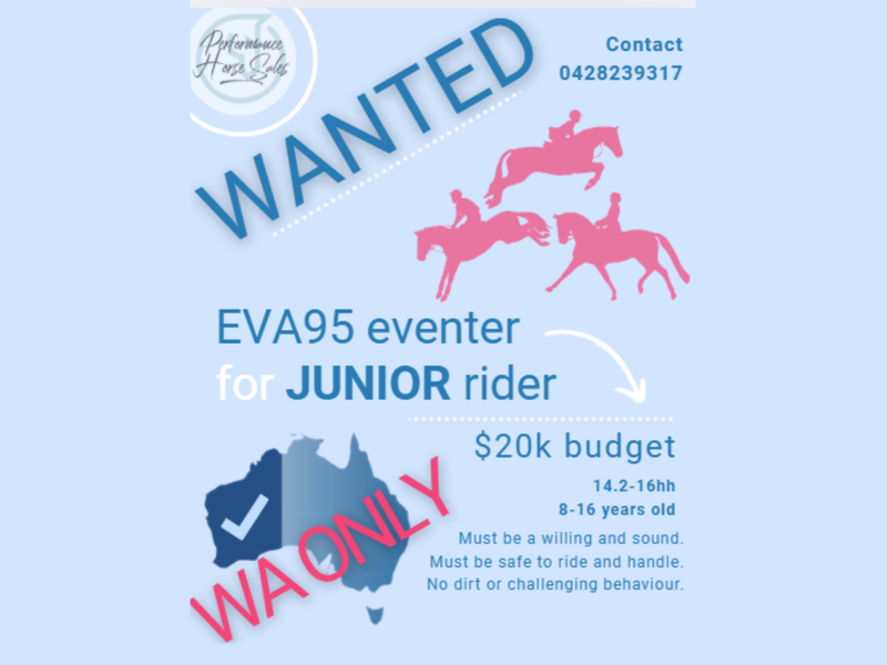 WANTED - Junior's EVA95 eventer/ 100cm Showjumper 