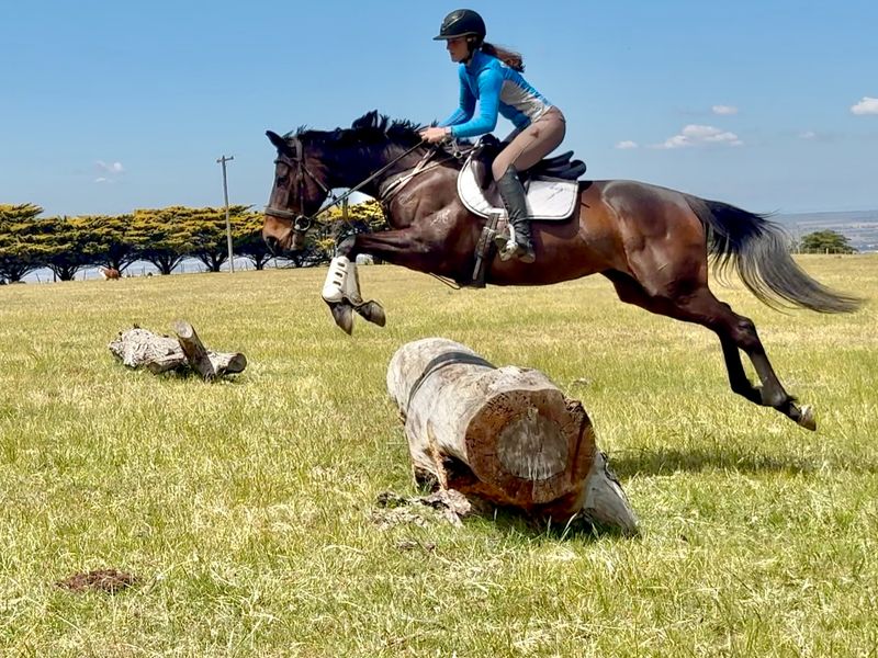 15.2 8yo Foxwedge mare