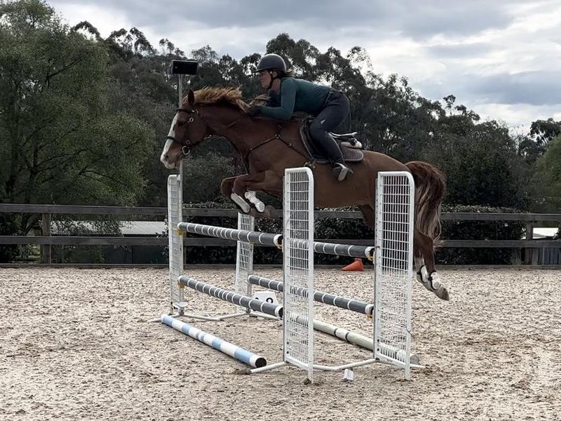 Super Showjumper