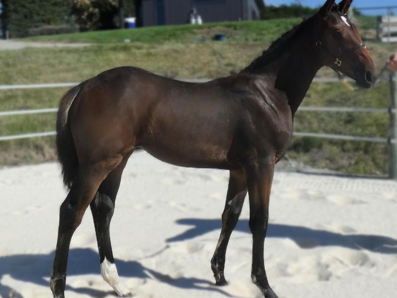 Stunning ShowJumping Bred Filly