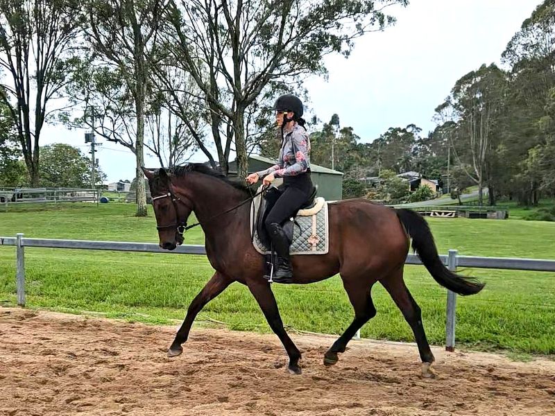 FEI Dressage potential 