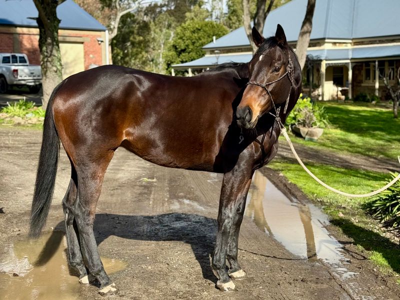 Kind, Sensible Gelding - Potential Plus!