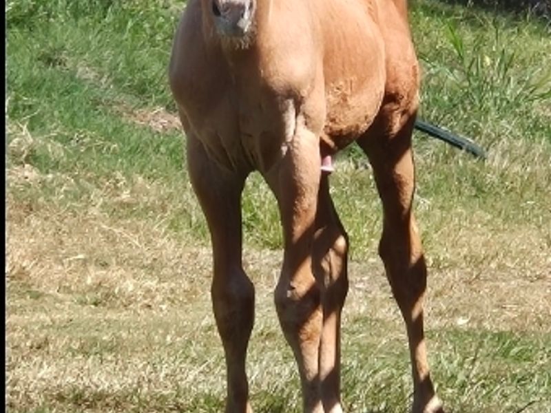 warmblood Palomino Gelding 