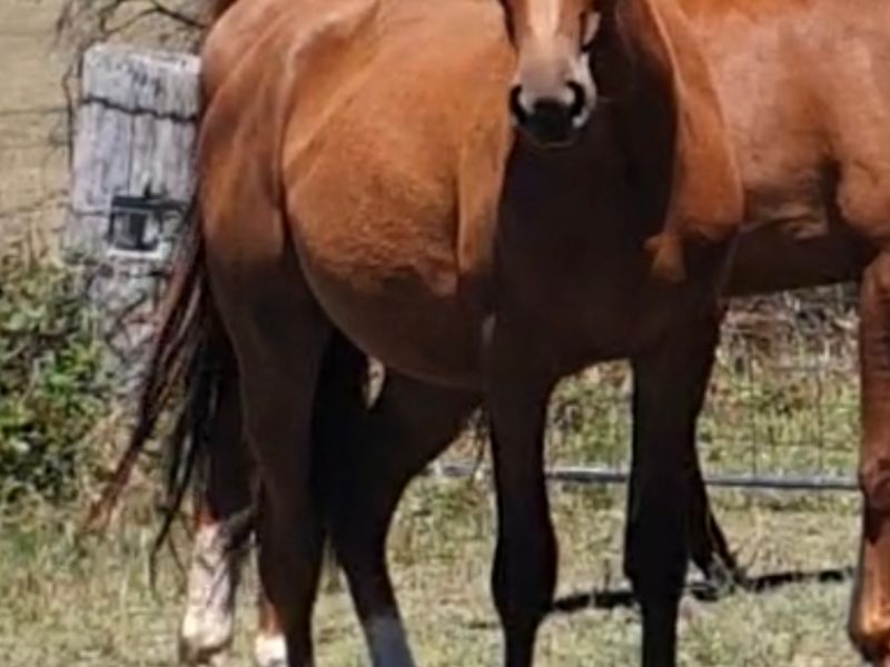 Future Superstar - Warmblood Filly 