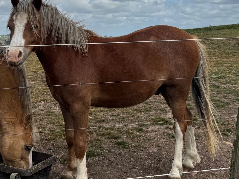 Blingy Registered 2 Year Old Welsh A
