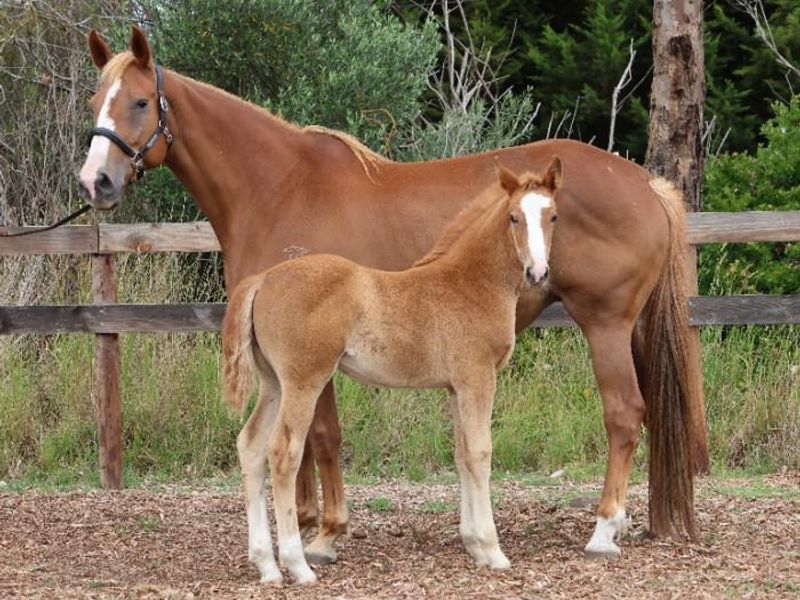 Top class Jumper Filly