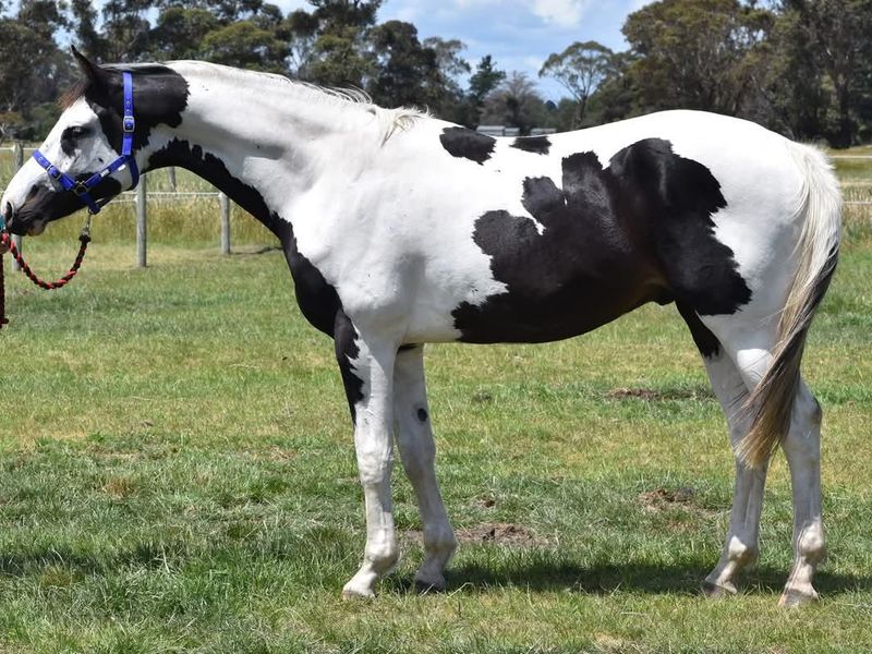 Homozygous Tobiano Warmblood Colt