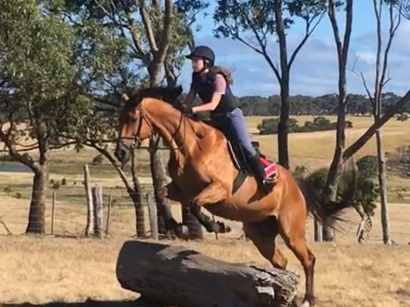 Bruce - fun all-rounder, lovely personality