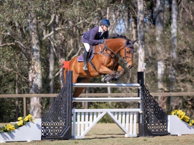 Talented and Competitive Showjumper