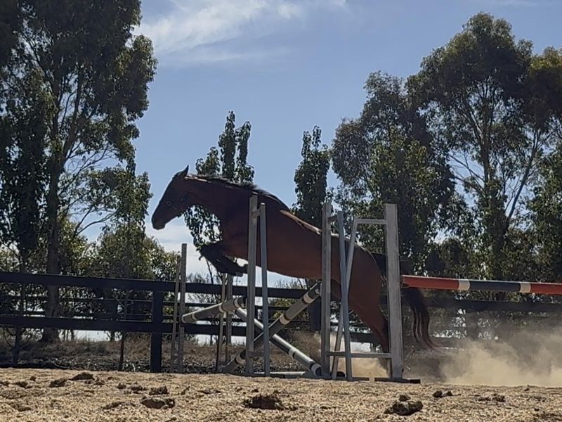 Broodmare or light riding prospect