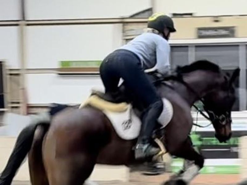 Above average TB gelding 15.3hh 10yo