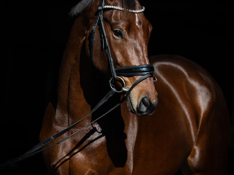 Jembrae Riverfire – Talented/Versatile Young Hor