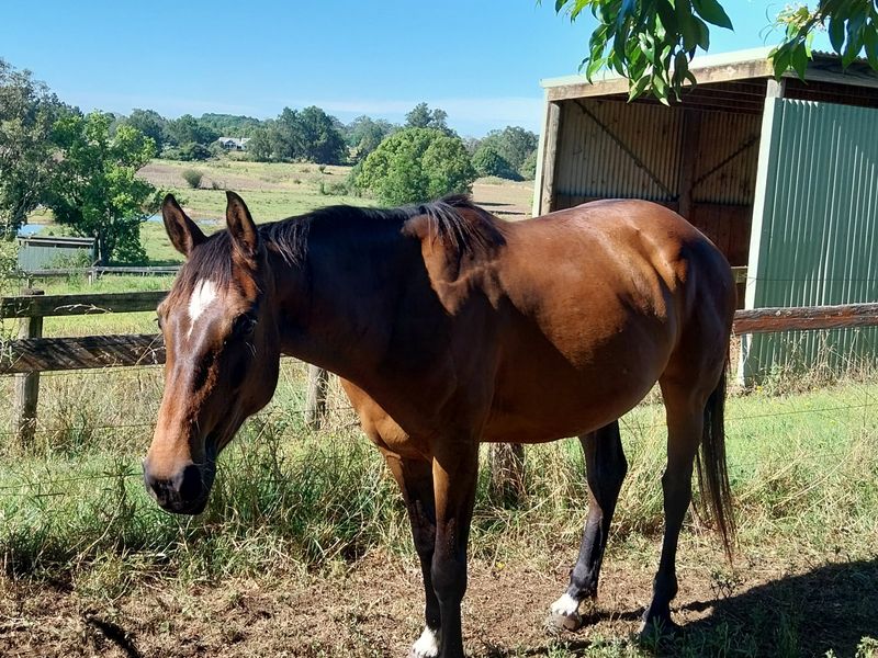 Warmblood Mare Impeccable Showjumping Lines