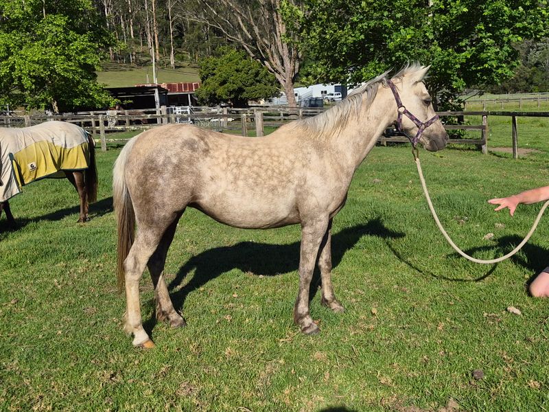 Palomino Welsh B broodmare