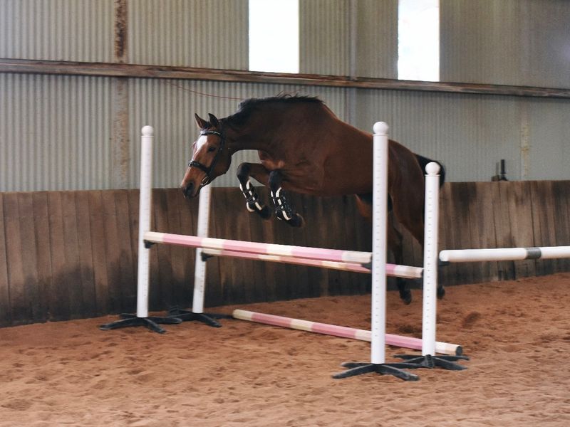 Exceptional young WB Mare