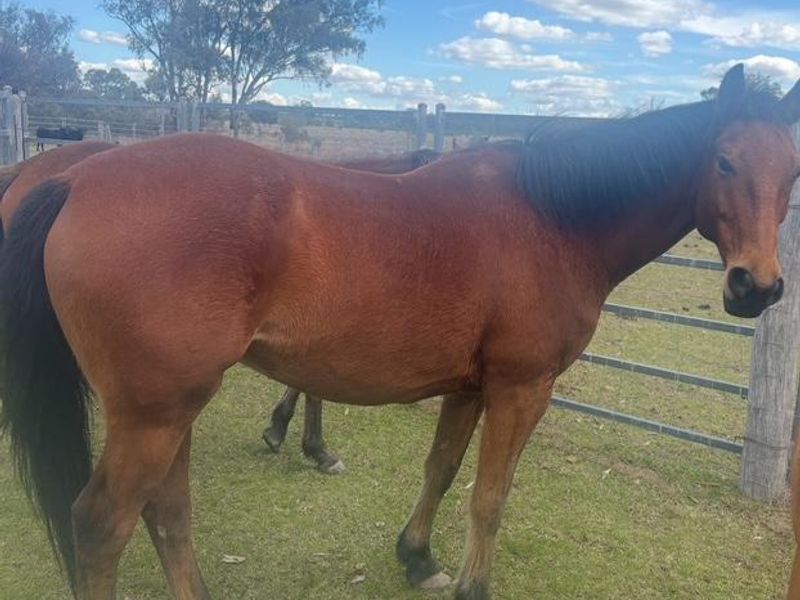 Stock Horse gelding for slae