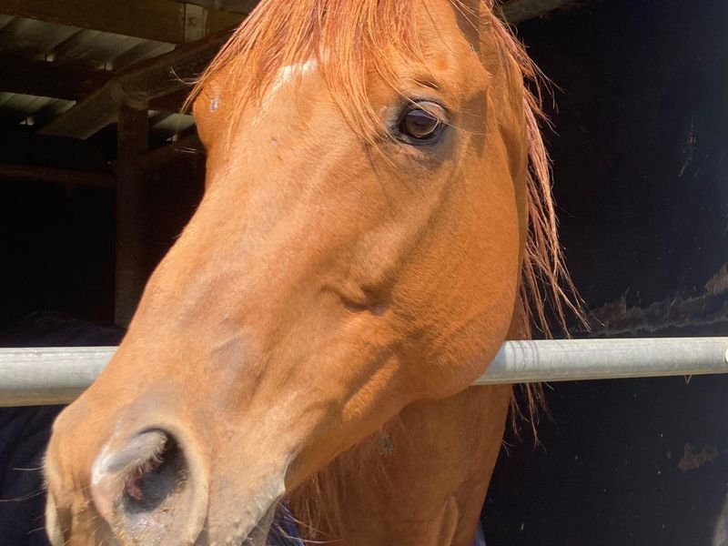 Equine Therapy Horse 16.2hh TB 9yrs Gelding