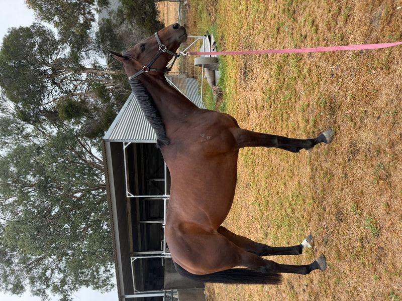 Super cool allrounder! 