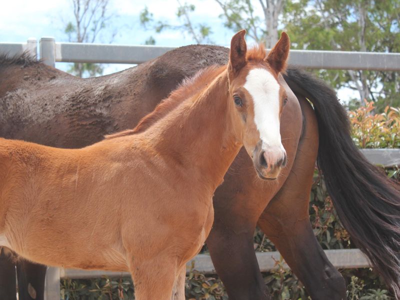 2025 Colt by Check In