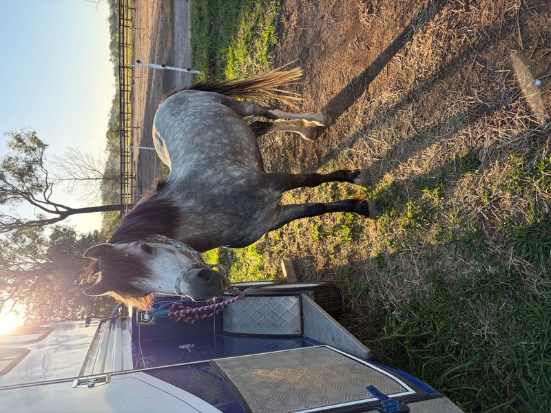 2nd pony or leading rein prospect 