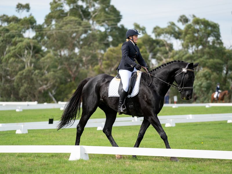 Just Before Dark - Stunning Black TB