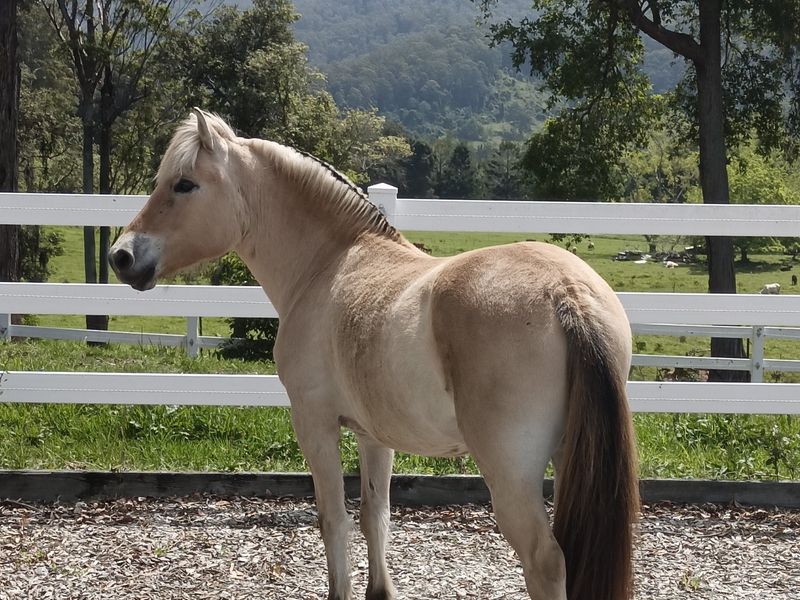 Fjord Horse stock reduction sale
