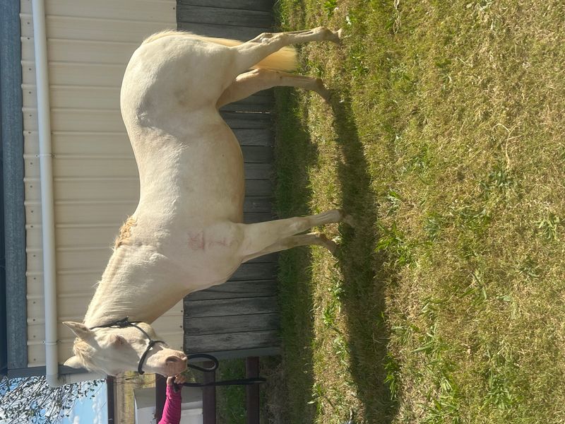 Cremello Registered Quarter Horse mare