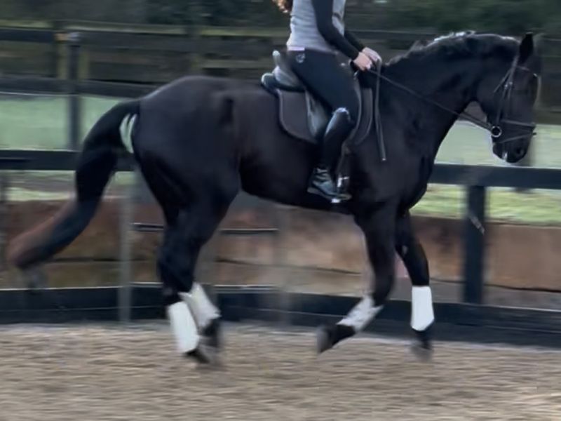 Stunning Black Warmblood