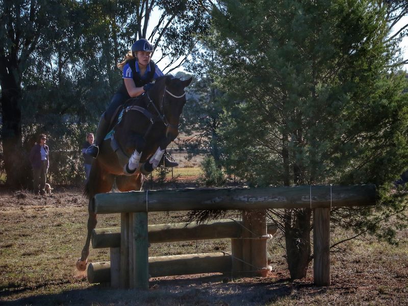 Eventing Schoolmaster 