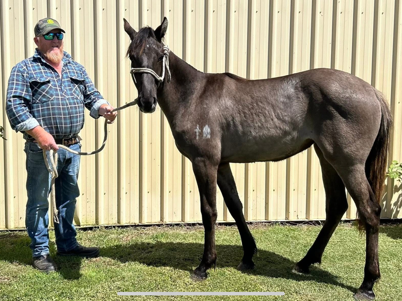 Shagmoore Stud -We have young stock available !!  