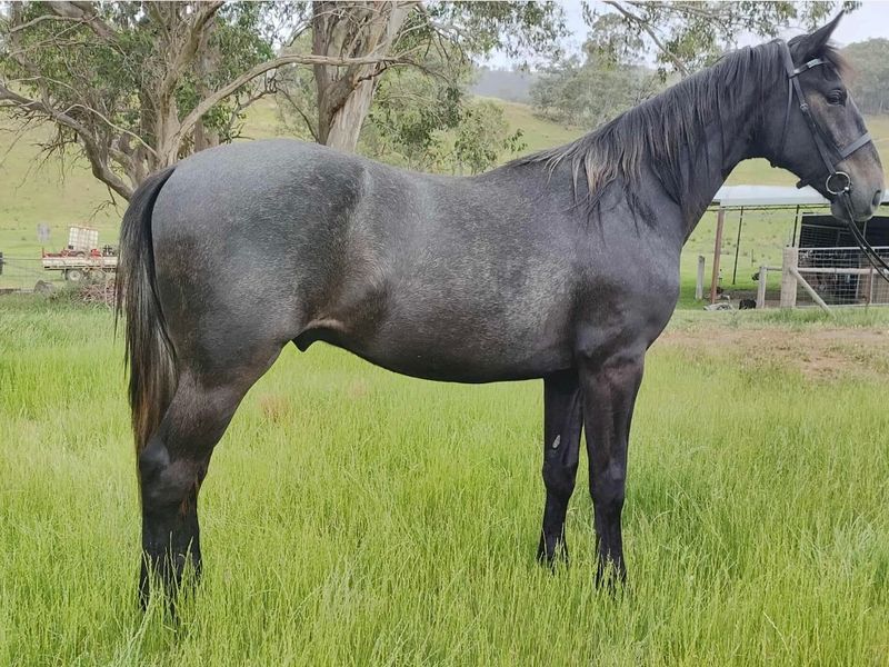Stunning Furst Love gelding
