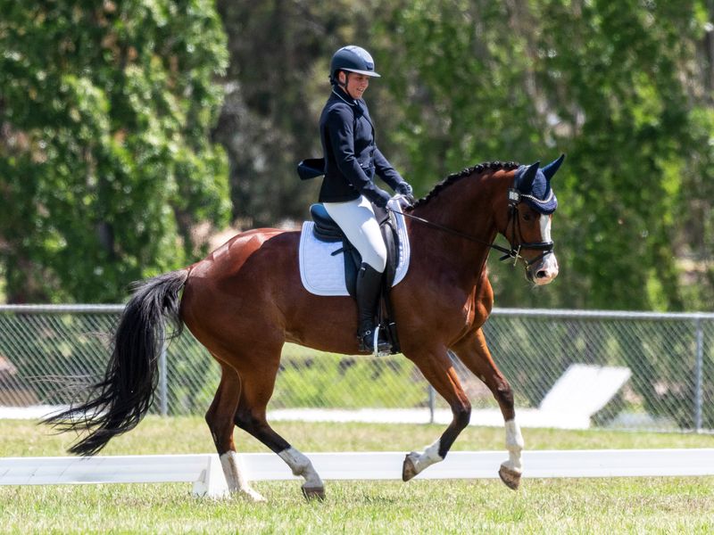 Exciting Young Eventing Prospect by Wild Kard