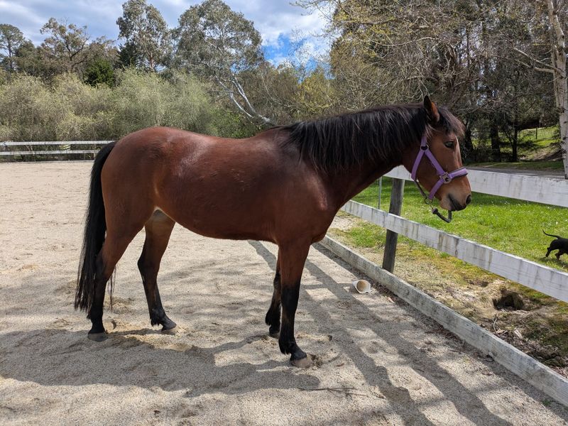 Connemara x warmblood mare breeding lease