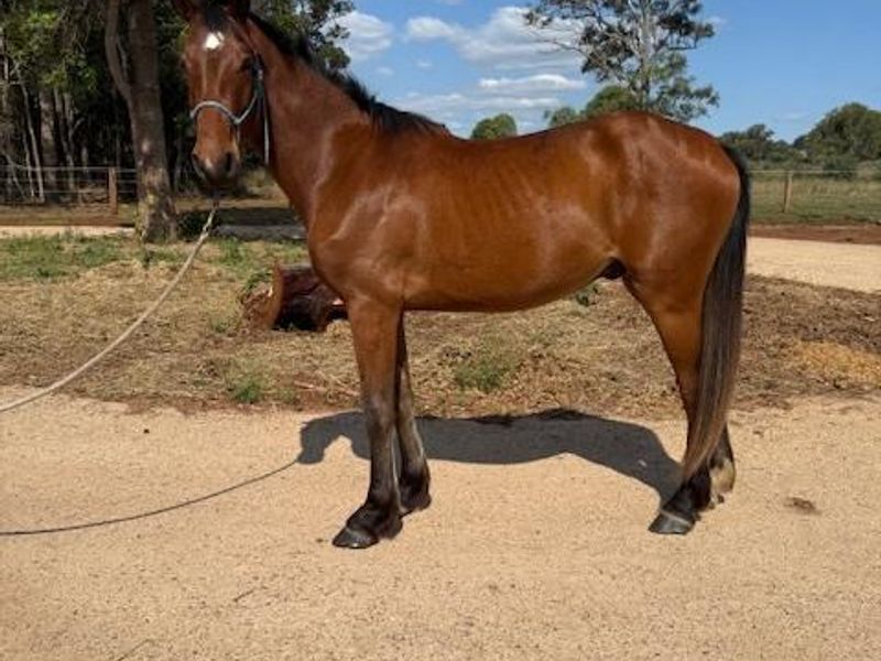 Warmblood x Clydesdale/TB Bred for Jumping