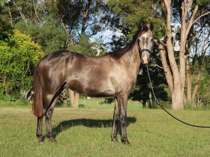 Four Winds Conqueror / Chippy