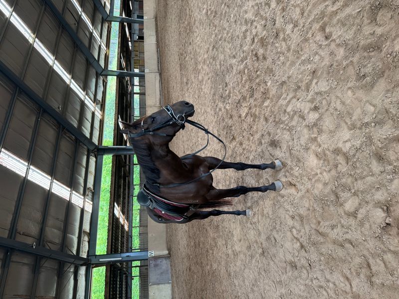 Sweet natured thoroughbred mare