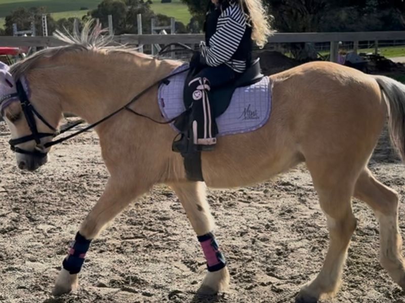 Stunning 12.2hh Welsh B