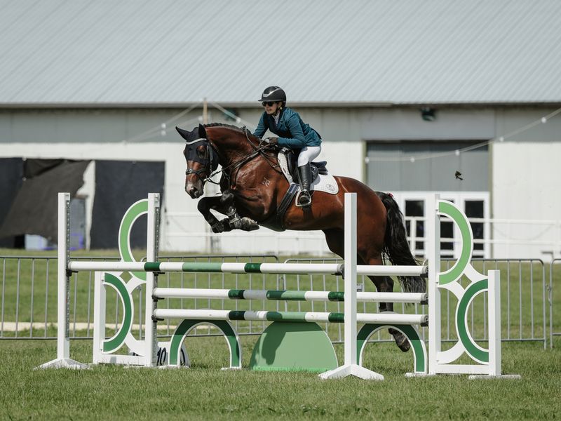Exceptional 7YO Warmblood
