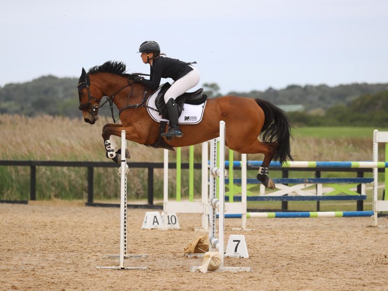 experienced showjumper