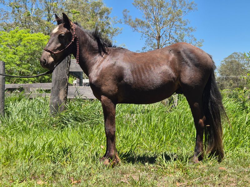 Partbred Gypsy Cob Gelding