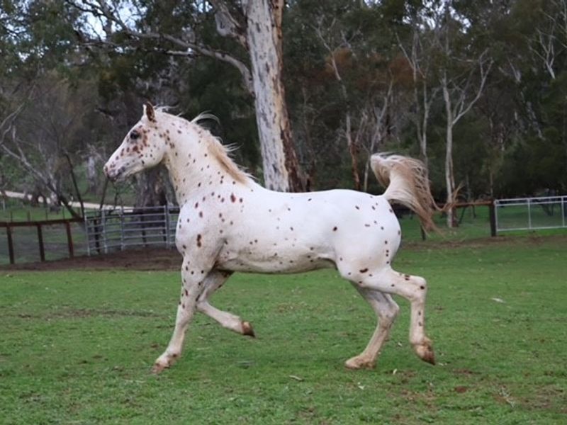 FOR SALE – REGAL HILL PHOENIX