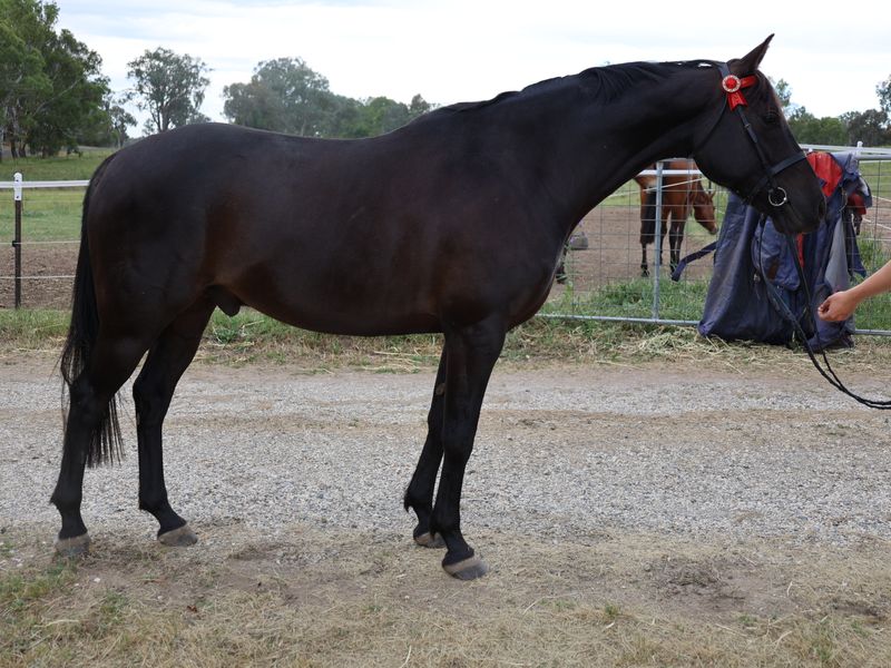 Striking black gelding